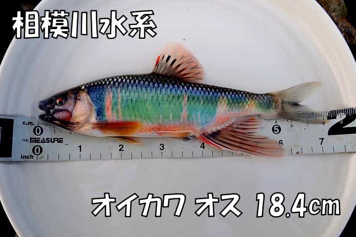 オイカワ 　最大