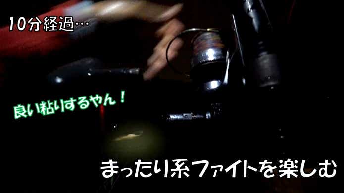 草魚　ファイト