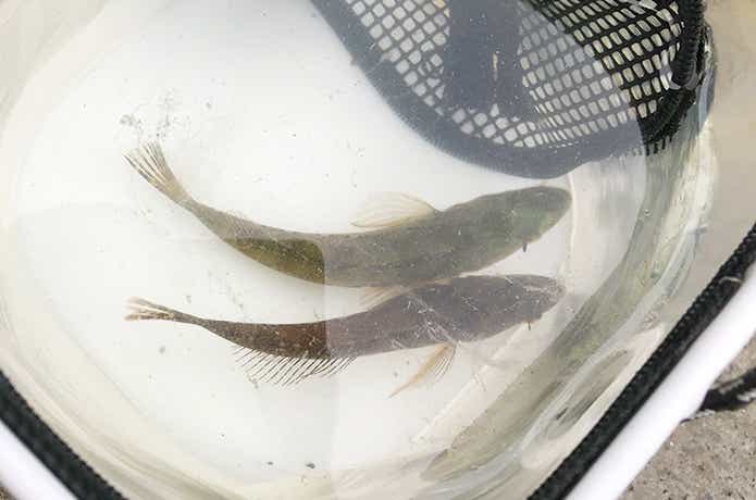 アナハゼのルアー釣り