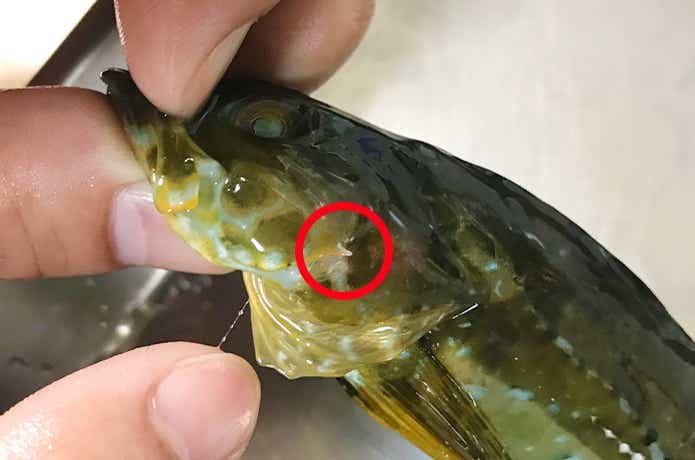 アナハゼのトゲに注意