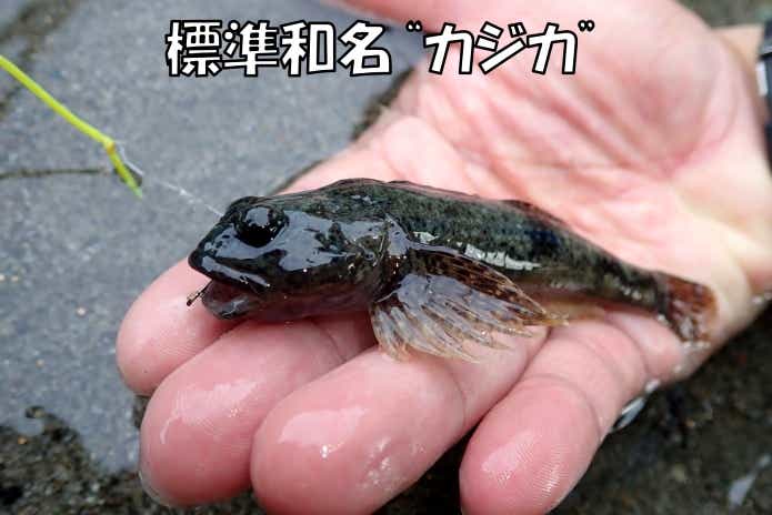 カジカ
