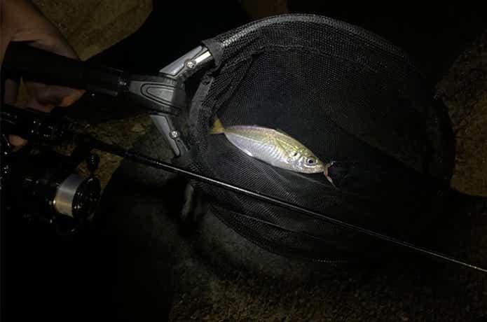 大阪湾のアジングの画像