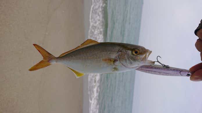 小型ジグorジグサビキ