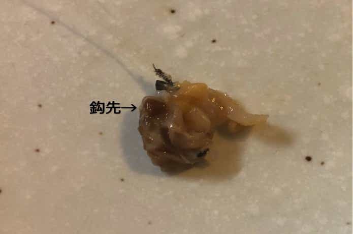 アサリの画像
