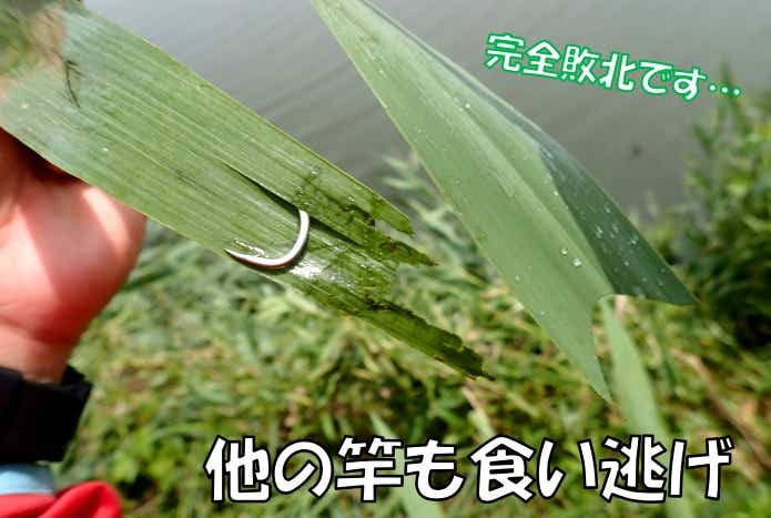 草　草魚　ソウギョ
