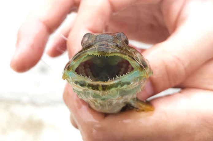 アナハゼの口