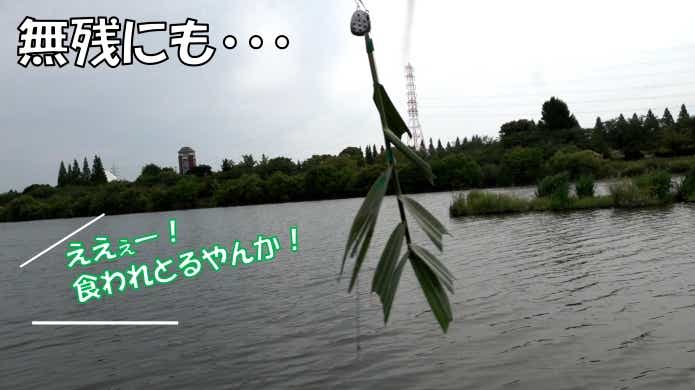 草魚　草