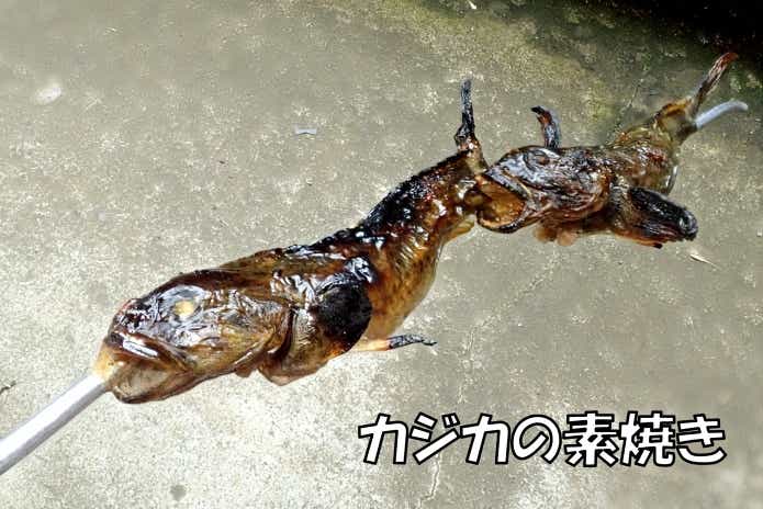 カジカ 素焼き