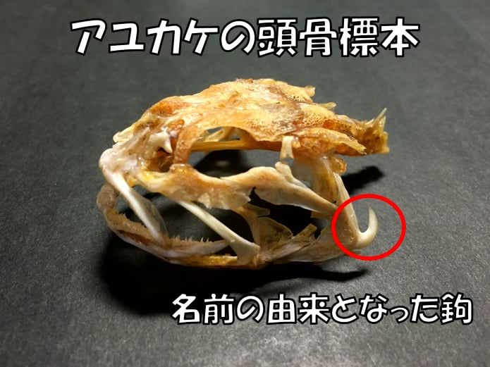 アユカケ　鉤
