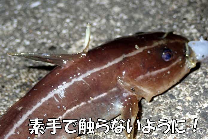 ゴンズイ　毒針