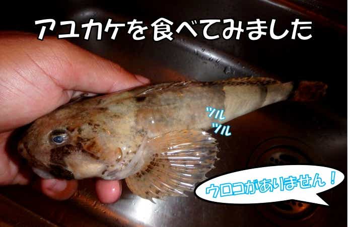 アユカケ　料理