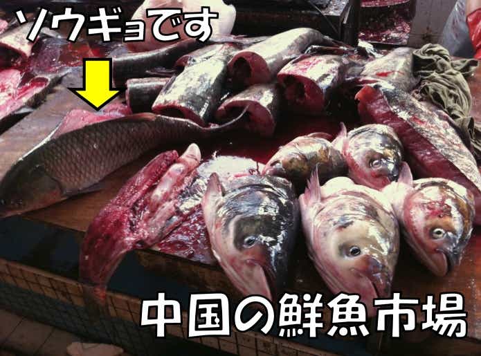 中国　草魚　食材