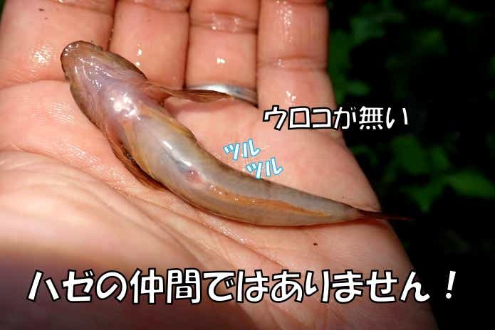 カジカ 鱗がない