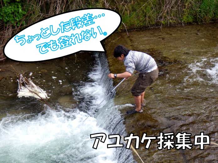 アユカケ生息地