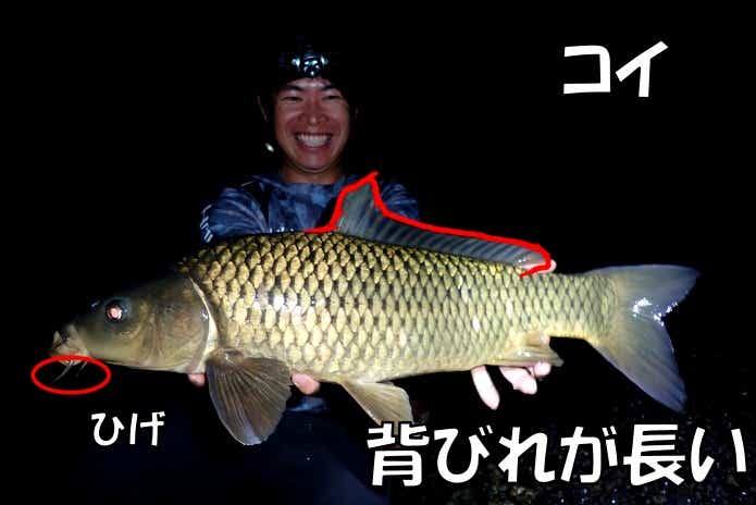 鯉
