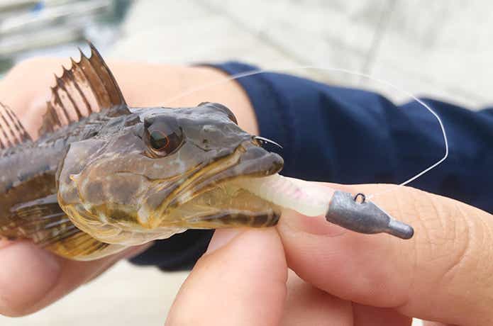 アナハゼのルアー釣り