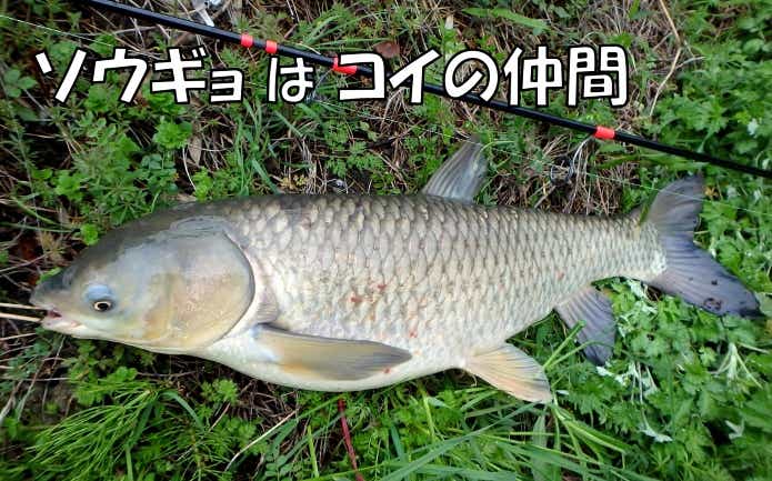 草魚　ソウギョ