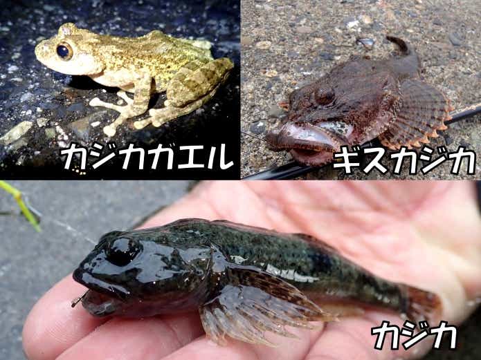 カジカ