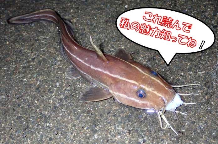 ゴンズイ
