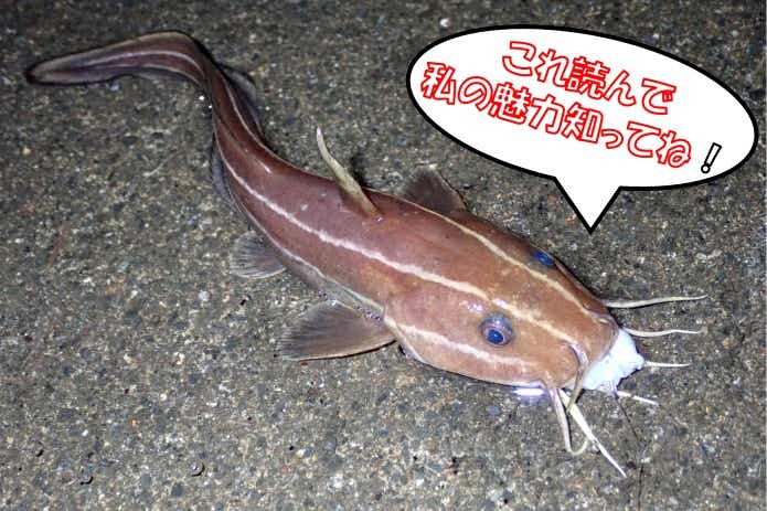 釣られた　ゴンズイ