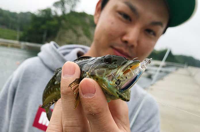 アナハゼのルアー釣り