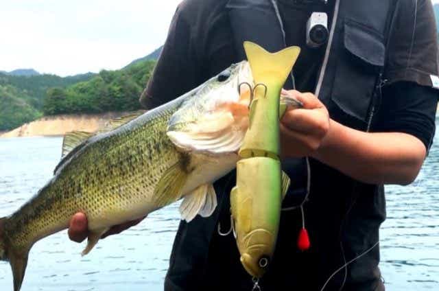 ジャイアントベイト道入門！ おすすめジャイアントベイト5選とタックル／収納方法のまとめ TSURI HACK[釣りハック]