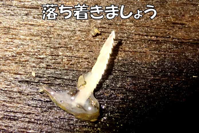 ゴンズイの毒針