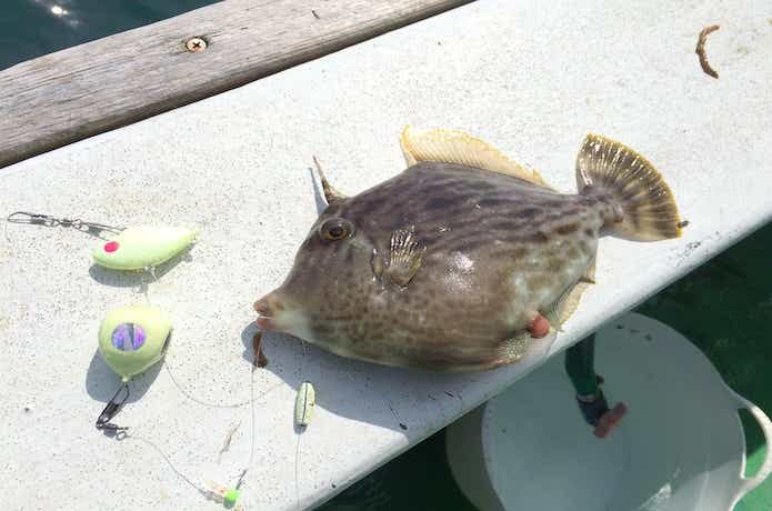 胴付き仕掛けの画像