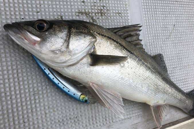 東京湾ボートシーバスの釣果