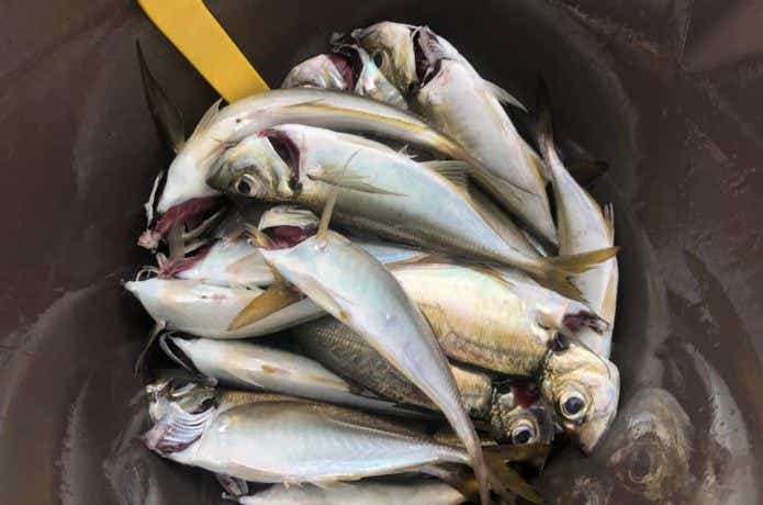 ショットガンアジングでの釣果