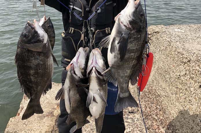 チヌの釣果