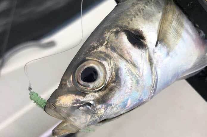 バチコンでの釣果