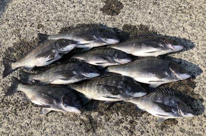 エサで釣ったチヌ
