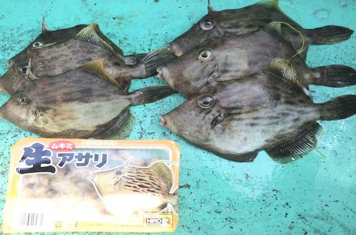 カワハギ釣りの画像