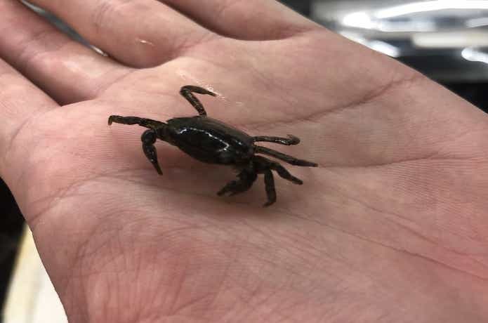 イワガニ