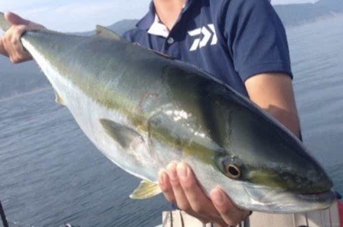泳がせ釣りの画像
