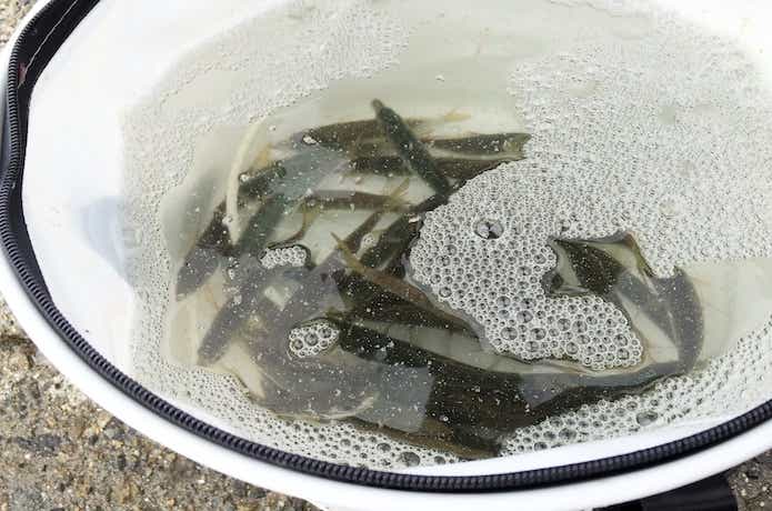 泳がせ釣りの画像