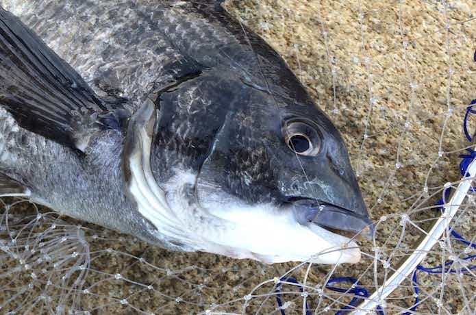 釣り針の画像