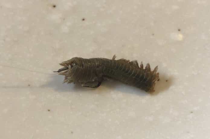 アオイソメの画像