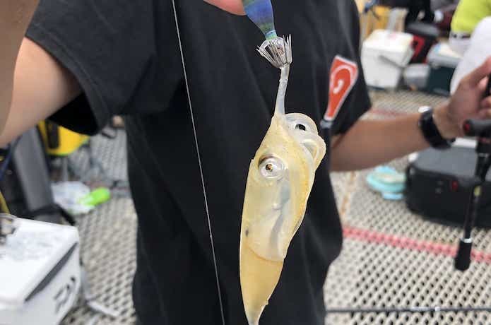 とっとパーク小島の画像