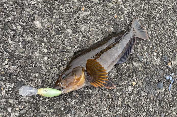 クランクベイトの釣果