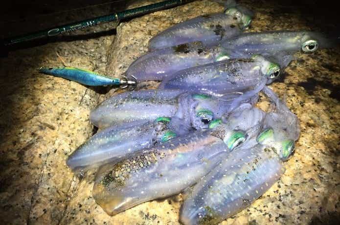 エギングの釣果写真
