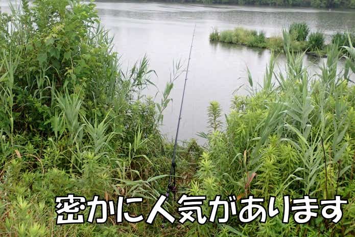 草魚　釣り