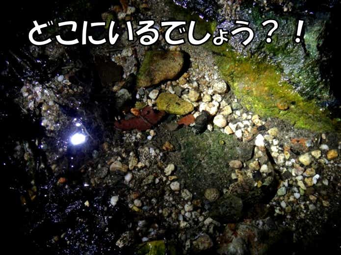 アユカケ　水中