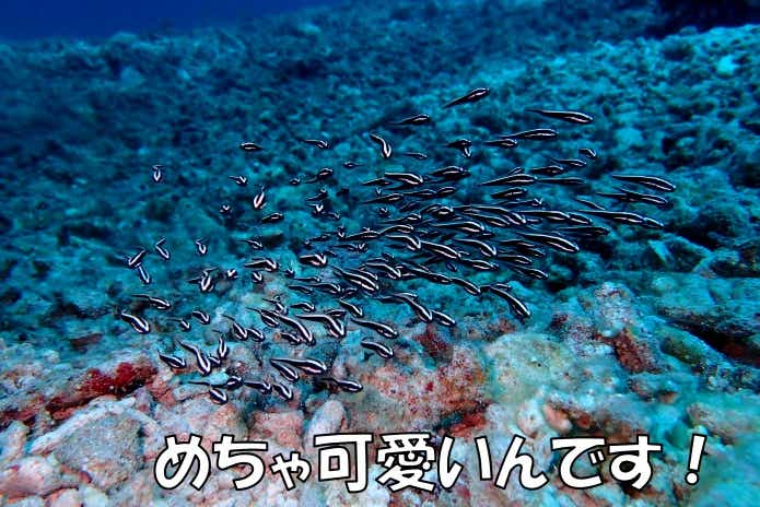 ゴンズイ玉