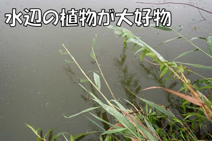 草魚が食べたアシ