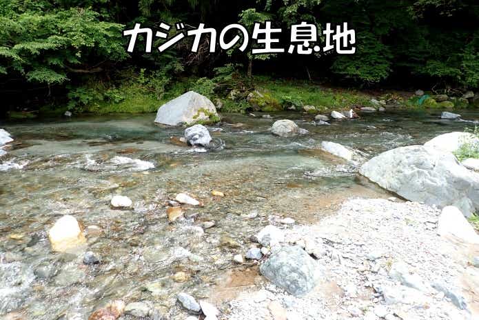 カジカの生息地
