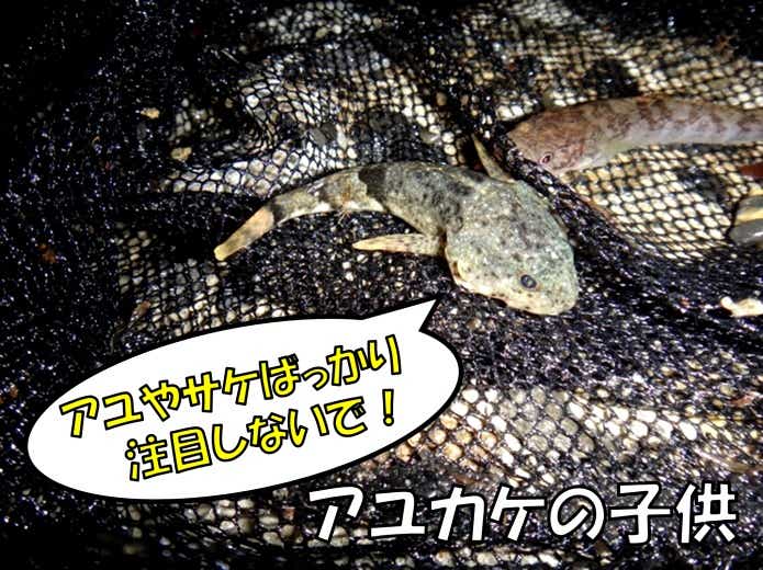 アユカケ　稚魚