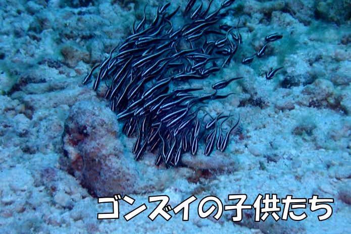 ゴンズイ玉