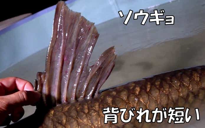草魚　背鰭